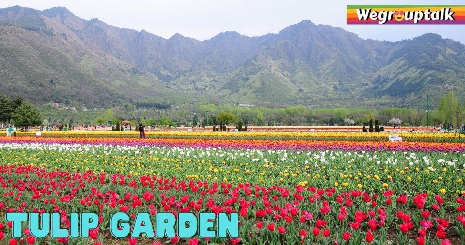 Tulip Garden best place to visit in kashmir , india